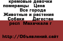 кремовые девочки померанцы › Цена ­ 30 000 - Все города Животные и растения » Собаки   . Дагестан респ.,Махачкала г.